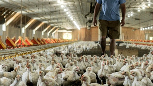 Delmarva poultry industry remains on high alert despite bird flu lull