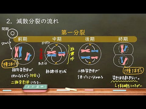おうち生物 46. 減数分裂