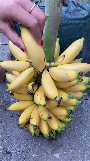 Split Banana Fruit #banana