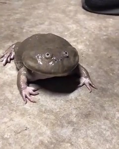 Volume Up YELLING Frog Lol #cute #frog #pet #reels #creatorweek #animal #yelling | Zak Catch Em