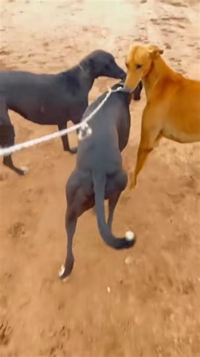 Fastest Dogs in the World: Greyhound Zoomies!#greyhound #dog #fastestdog
