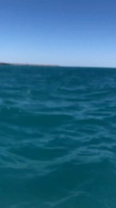 Incredible Encounter! Humpback Whale Breaches Just Meters from a Fishing Boat!Just look at this incredible video! A humpback whale decided to put on a show for a group of fishermen, leaping out of the water just a few meters from their boat! It’s a reminder of the incredible power and beauty of these majestic creatures.Isn’t it amazing how close these fishermen were to this whale? They must have been absolutely thrilled to witness such a breathtaking sight. It’s a moment of a lifetime. Credit by