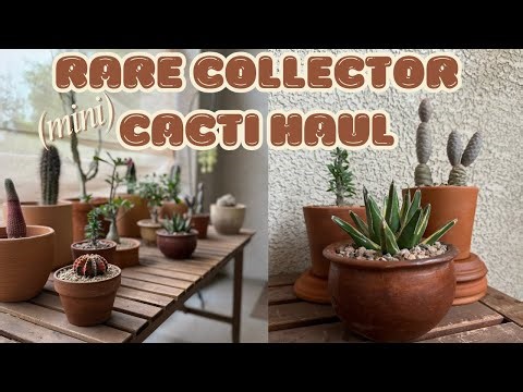 Rare Collector Cacti & Succulent (mini) Haul 🌵