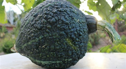 Chicago Warted Hubbard Squash Seeds: Heirloom Winter Squash, Non-gmo - Etsy