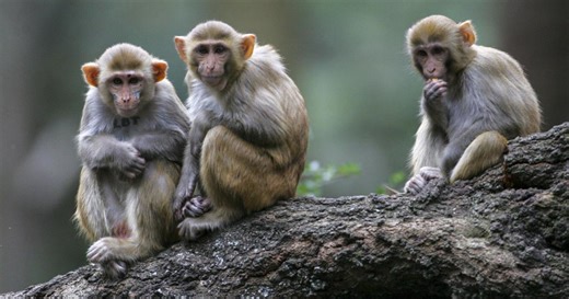 Monkey Island: Cash, conflict and science collide on mysterious SC outpost where primates run free