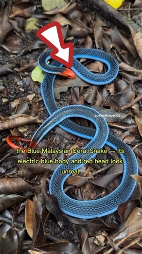 Top 5 Rarest Snakes You’ve Never Seen! 🐍✨ #RareSnakes #SnakeFacts #Wildlife