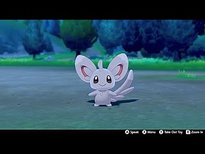 Minccino In Camp - Pokemon Sword & Shield