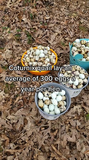 Ashley | Chaos Queen on TikTok