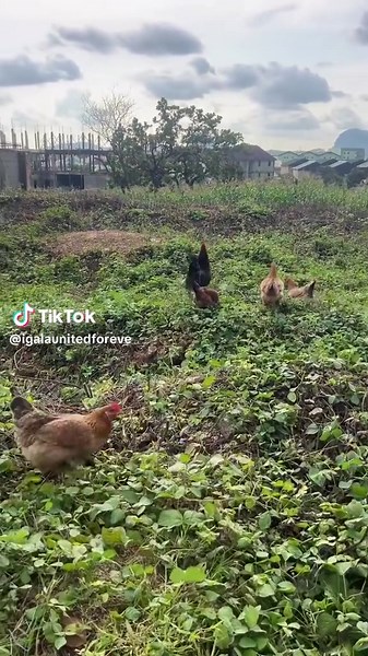 Explore the Igala Language: Interpretation Insights