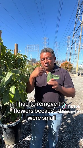 Pinkerton Avocado Trees for Sale - Ricardo's Nursery
