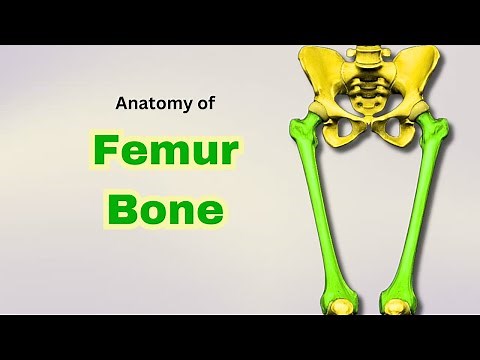 Femur Bone Anatomy | Osteology of Lower Limb | Doctor Speaks