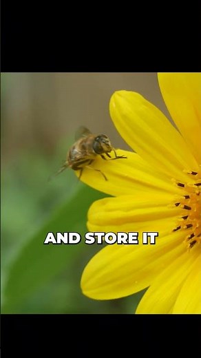 How Bees Make Honey: A Sweet Journey