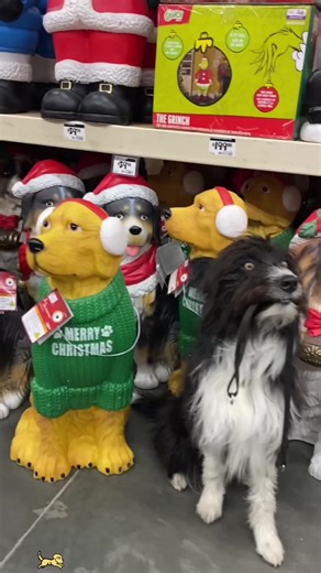 My dog tricked me again 🤣🤣#dog #funnydog #fyp #dogsoftiktok #dogs