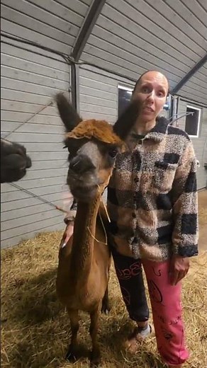 Freshly Haircut Alpacas – Cutest Fluffy Makeover Ever 🦙💈
