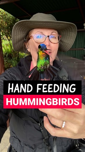 These colorful hummingbirds flying up to and landing on me, filled my soul with so much love!❤️ #birdingtravel #feedhummingbirds #birding_by_ear #costarica