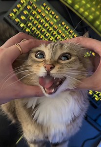 Silly Cat's Car Adventure & Purring Music