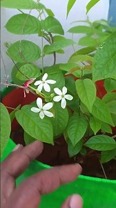 “3 Colors in 1 Flower 😳 Rangoon Creeper Update!”