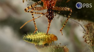 Watch turret spiders, wormlions, assassin bugs and dragonfly babies use stealth, speed and lethal weapons to dispatch their prey. | New Mexico PBS | Facebook