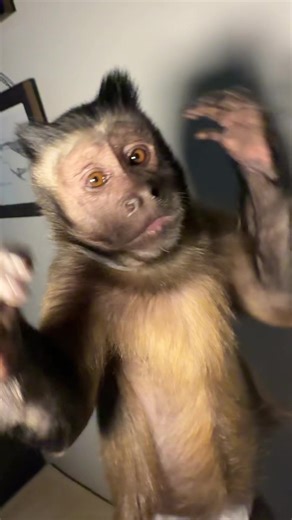 Cute Dancing Monkey Compilation Video