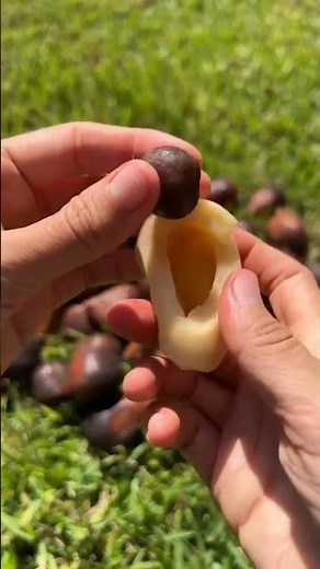 Manfaat buah salak #salak #sehat #kesehatan #hidupsehat