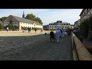 Concours de poneys Shetland