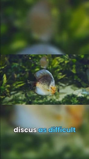 One Mistake Ruins Everything for Discus Fish #discusfish #aquarium #fishkeeping