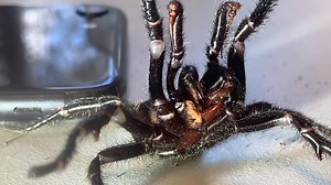 123K views · 800 reactions | ️ CHRISTMAS FUNNEL WEB INVASION!  We have been inundated with HUGE Funnel Webs during this first wave of the season right before Christmas and are seeing bigger Funnel-Webs than ever before! | Australian Reptile Park | Facebook