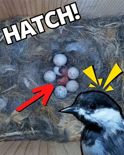 18K views · 333 reactions | The newly hatched chicks are so tiny 凉 | Nest Box Live | Facebook