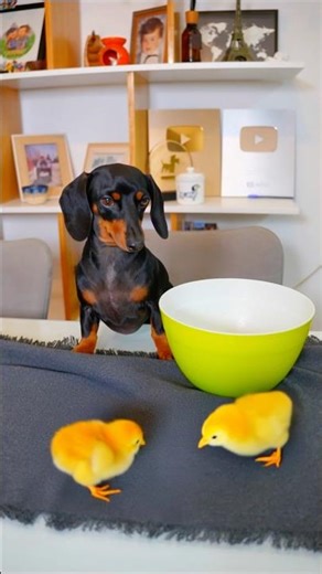 Rescatando a los Pollitos 🐣🐥😱 #perrosalchicha