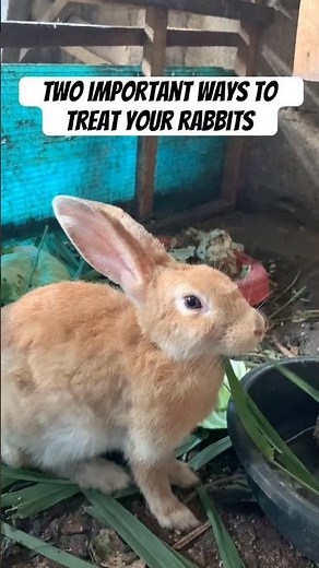 Two important ways to treat your rabbits #shorts #rabbits #subscribetomychannel #rabbitcare