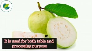 1.1K views · 22 reactions | Top Varieties Of Guava | Guava Varieties...