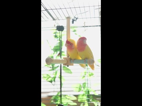 🦜 Gentle Parrot Day | Cozy Live