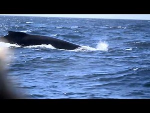 Whale Watching on the Bay of Fundy, on the edge of the UNESCO Southwest Nova Biosphere Reserve