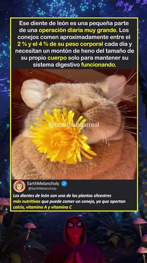 ¿Qué comen REALMENTE los conejos para mantenerse saludables?
