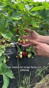 Takto vyzerá príbeh bio jahôdok, ktoré nájdeš v našich predajniach! 😍🏃‍♂️| Lidl Slovensko #lidl