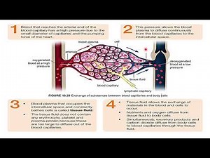 10. Chapter 10 (10.7 Formation of tissue fluid)