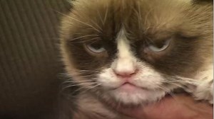 Grumpy Cat, the grouchy-faced furball, is dead