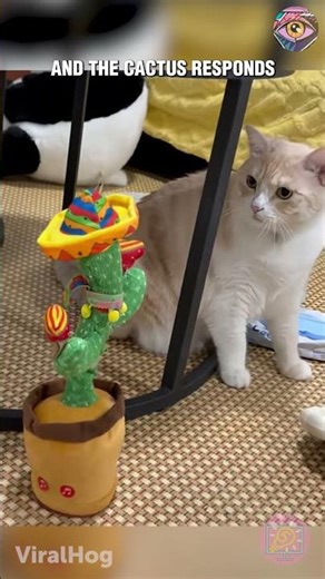 🐱 Curious Cat Triggers Cactus Toy and Loses Its Mind 🌵