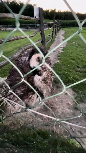 Adorable Emu Encounters with Benkeey
