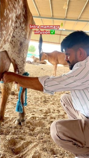 Cow Mastitis Treatment | Intra Mammary Infusion Full Process #mastitis #cowtreatment #vetdoctor