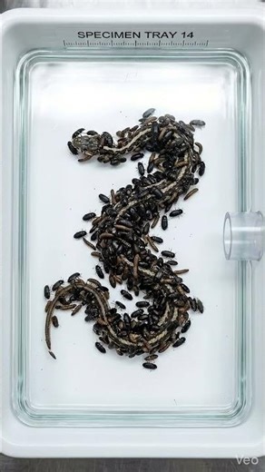 Snake Specimen Cleaning Process | Macro Laboratory Study