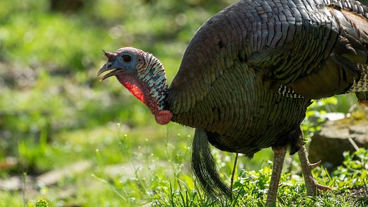 Grab a gobbler. Ohio spring wild turkey hunting season is almost here. Here's what to know