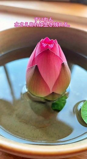 茶碗や急須で育てられる「碗蓮」。水をやるだけで生きられ、とても育てやすく、香りも素晴らしいです! #ベランダガーデニング #水生植物 #ハスの種 #植物の成長 #家庭菜園