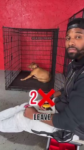 286K views · 1.8K reactions |  E-Collars get a bad reputation...