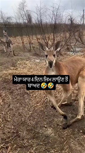 pind malwa on Instagram: "The Bugatti Veyron is not only a marvel of engineering but also a significant piece of automotive history. Here are more details about the car: 1. Performance and Engine: The Veyron is powered by an 8.0-liter W16 quad-turbocharged engine, delivering an astonishing 1,001 horsepower in its standard configuration and up to 1,200 horsepower in the Super Sport version. It uses a 7-speed dual-clutch automatic transmission to efficiently manage the power. The car's top speed i