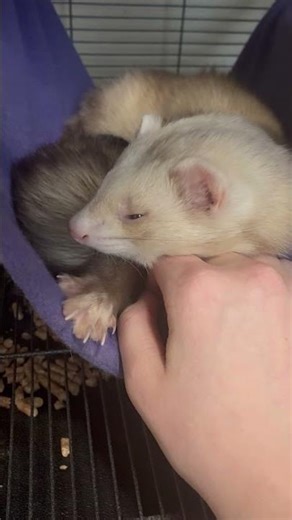 Ferret falling asleep