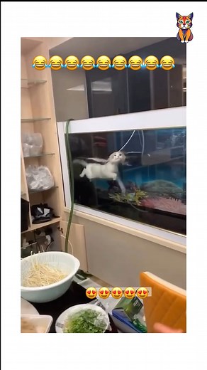 Meowmaid spotted! 🐾 | Kitty Club