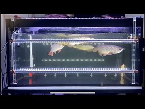 Jackson's Arowana Tank Set Up (Part 4/4) 龙鱼缸设置