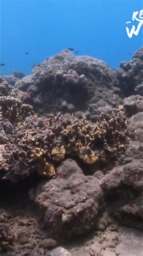 Meet the blue-ringed octopus: beautiful, but deadly. Learn about its venom, camouflage, and hunting skills. But these creatures face huge threats, especially in places like the Great Barrier Reef. Nature is amazing and fragile. #BlueRingedOctopus #OceanLife #GreatBarrierReef #MarineBiology #VenomousAnimals | Real Wild