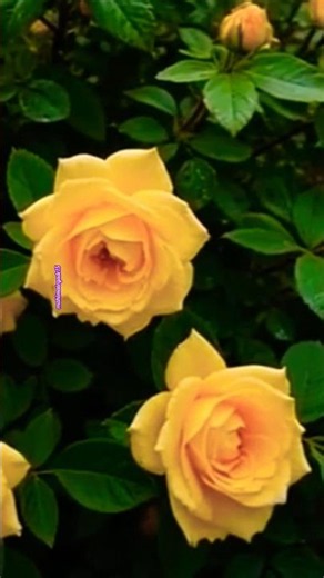 Beautiful yellow roses 🌹😍#FlowerGarden#NatureShorts #GardenVibes